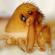 A male trap-jaw spider of the Mecysmaucheniidae family. Its long jaw-like chelicerae are in front. Notice the fangs at the tip. Image: Hannah Wood/Smithsonian